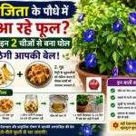 अपराजिता का पौधा