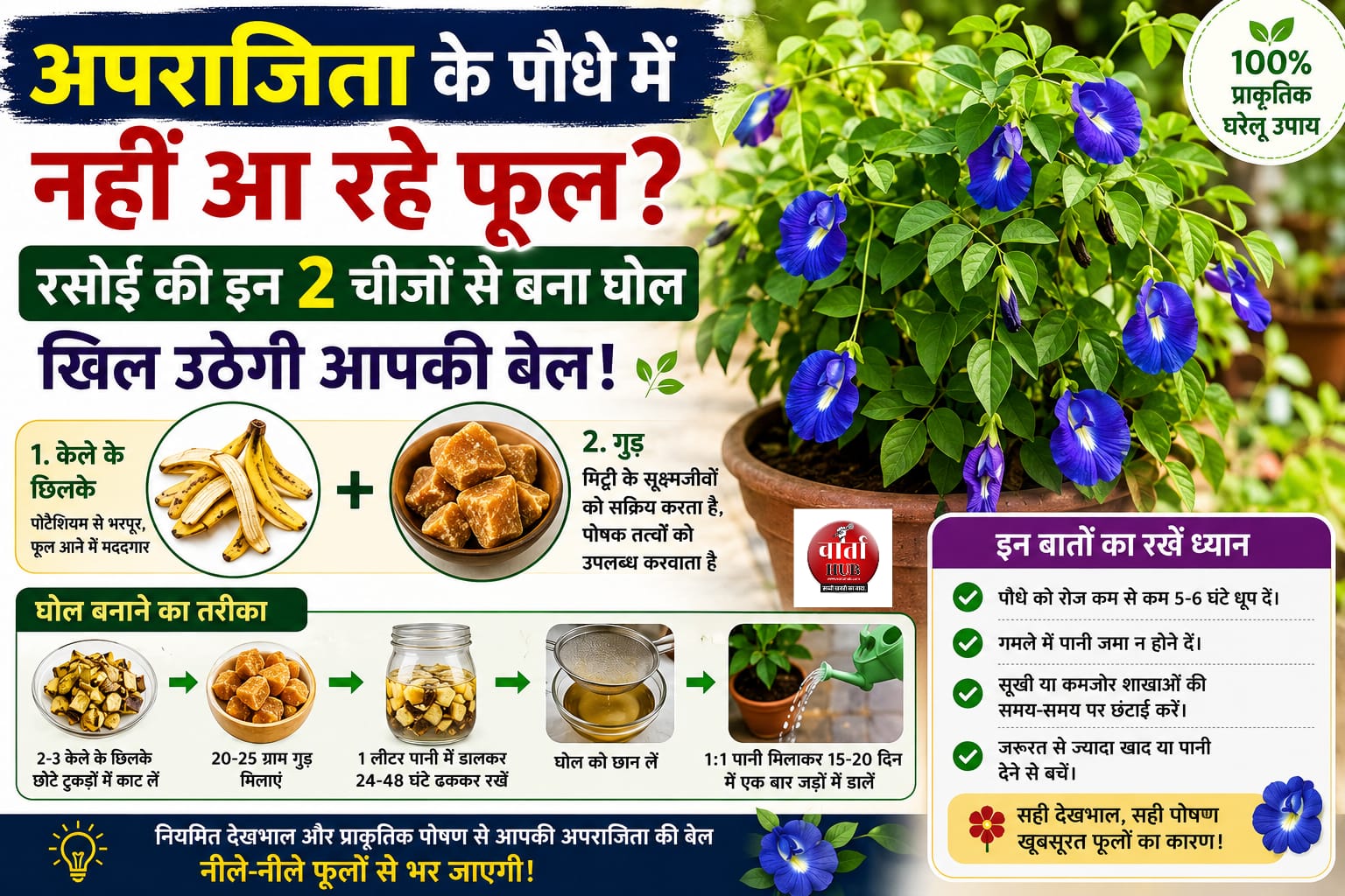 अपराजिता का पौधा